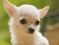 /album/fotogaleria/desktop-wallpapers-dog-chihuahua-free-background-jpg/